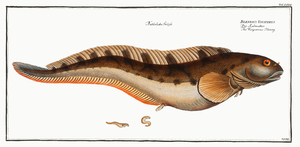 Viviparous Blenny Blennius Viviparus