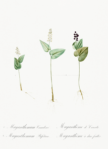 Mayanthemum illustration 