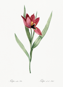 Tulipa oculus Colis illustration 