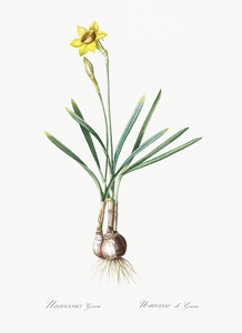 Narcissus Gouani illustration 
