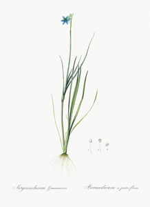 Narrow-leaf blue-eyed-grass illustration 