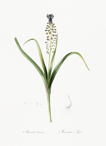 Grape hyacinth illustration 