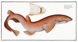 Lesser Rough Flound Squalus Catulus