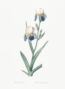 Elder scented iris illustration 