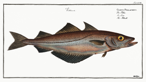 Pollack Gadus Pollachius