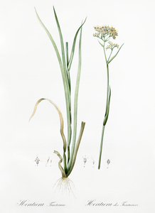 Carolina redroot illustration 