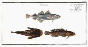 1. Poor Gadus Minutus 2. 3. Toald-Fish Gadus Tau