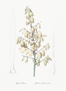 Adam needle illustration 