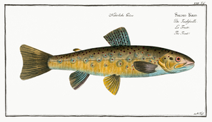 Trout Salmo Fario