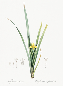 Yellow iris illustration 