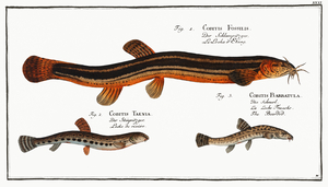 1. Muddy-Loach Cobitis Fossilis 2. Ribban-Loach Cobitis Taenia 3. Bearded-Loach Cobitis Bartula
