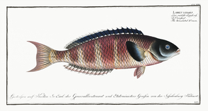 Lunulated Wrasse Labrus lunaris