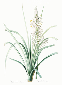 Branched asphodel illustration 