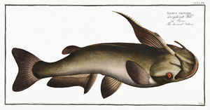 Horned Silure Silurus militaris