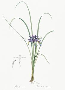 Grass leaved iris illustration 