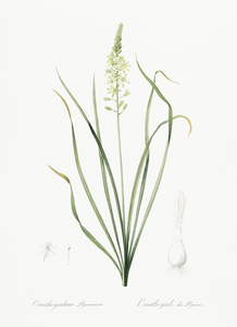 Wild asparagus illustration 