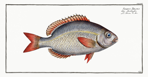 Sparus Brama