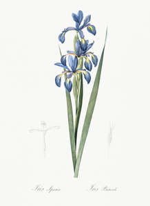 Blue iris illustration 