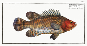 Holocentre of Surinam Holocentrus surinamensis