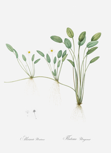Floating water-plantain illustration 