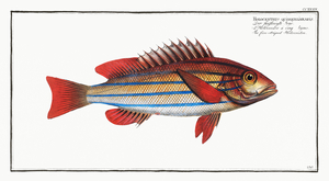 Five-striped Holocentre Holocentrus quinquelineatus