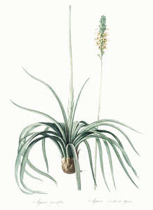 Agave yuccaefolia illustration 