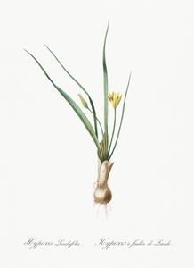 Weevil-wort illustration 