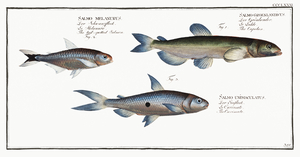 1. Capelan Salmo groenlandicus 2. Tail-spotted Salmon Salmo melanurus 3. Curimate Salmo unimaculatus