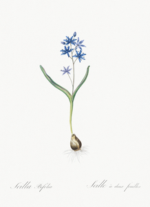 Alpine squill illustration 