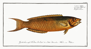 Green Wrasse Labrus viridis