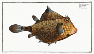 Turret-Porter Ostracion Turritus