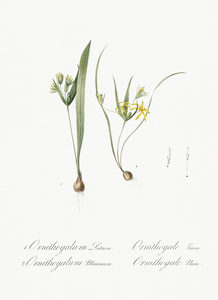 1. Yellow star-of-bethlehem 2. Small star-of-bethlehem illustration 