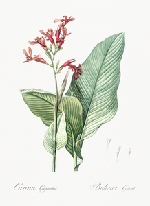 Canna lily illustration 
