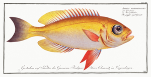 Goggle-eyed Grunt Anthias macrophthalmus