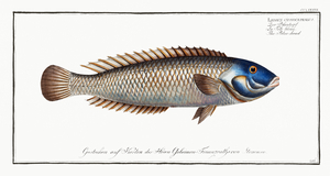 Blue-head Labrus cyanocephalus
