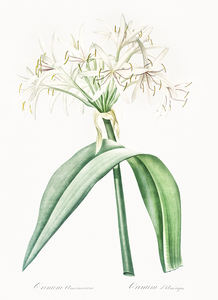 Florida swamp-lily illustration 