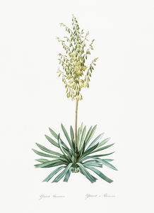 Adam needle illustration 