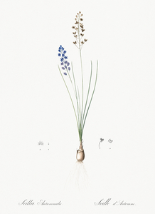 Autumn squill illustration