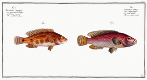 1. Double-tooth Lutianus videns 2. Spotted Lutian Lutianus notatus