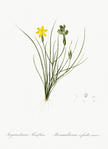 Golden blue-eyed grass illustration 