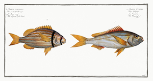 1. Cuning Sparus Cuning 2. Striped Gilt-head Sparus vittatus