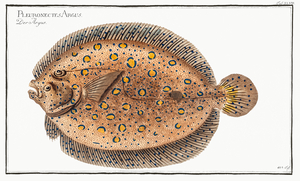 Argus-Flounder Pleuronectes Argus
