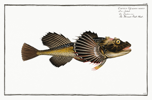 Horned Bull-Head Cottus Quadricornis