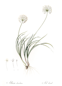 Allium denudatum illustration 