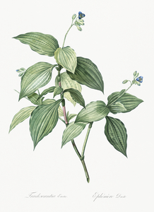 Tradescantia erecta illustration 