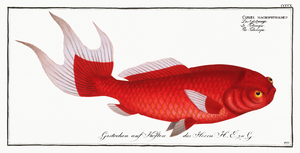 Telescope Cyprinus macrophthalmus