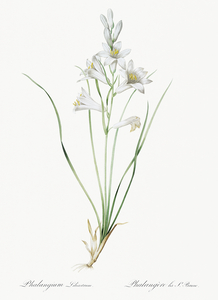 Paradise lily illustration 