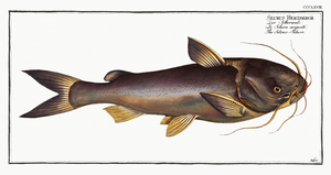 Silver-Silure Silurus Herzbergii