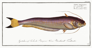 Bimaculated Silure Silurus bimaculatus