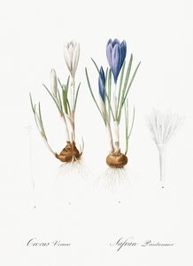Spring crocus illustration 